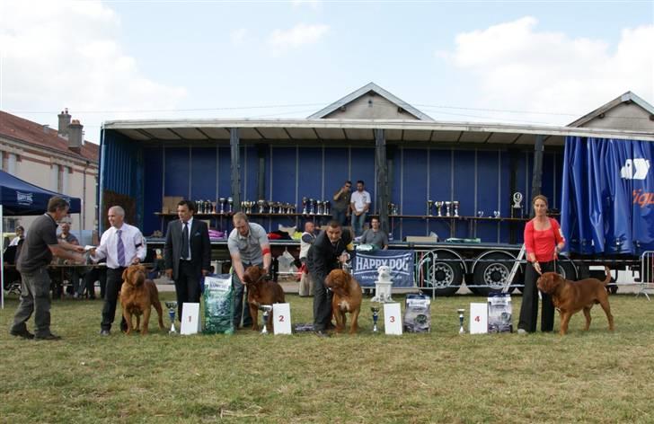 Dogue de bordeaux #Bufas# - 4 plads Franske klupmatch Rambersvillers 9 m 2009 billede 5