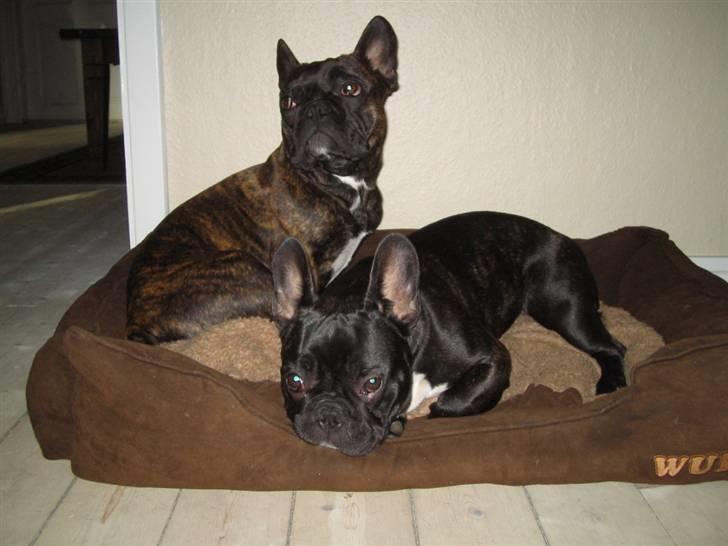 Fransk bulldog Ivan og Mathilde billede 1