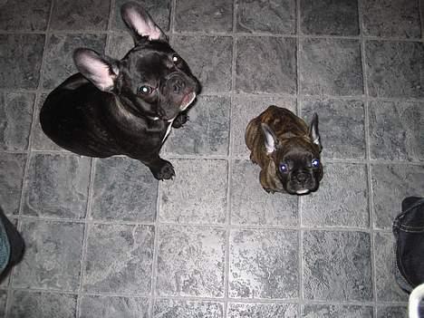 Fransk bulldog Ivan og Mathilde - smil til fotografen! billede 2