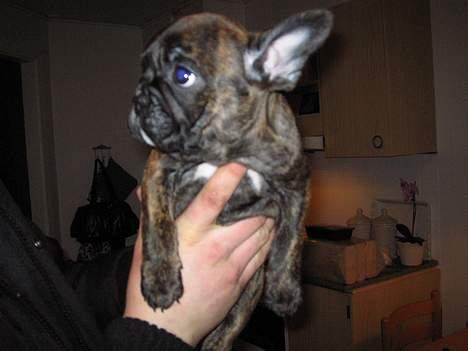 Fransk bulldog Ivan og Mathilde - her er jeg lige kommet hjem til mor og far, hvor skønt! billede 3