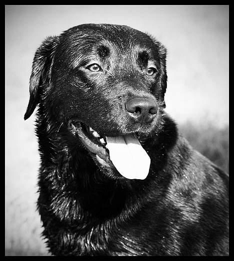 Labrador retriever Bertil - Er også bare smuk i sort/hvid billede 16