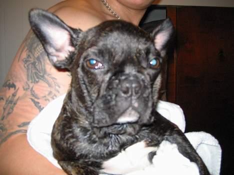 Fransk bulldog Ivan og Mathilde - uhm, lige fået et bad,  billede 5