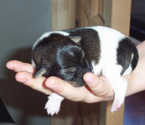 Dansk svensk gaardhund Tumle - Tumle 4 dage gammel billede 8