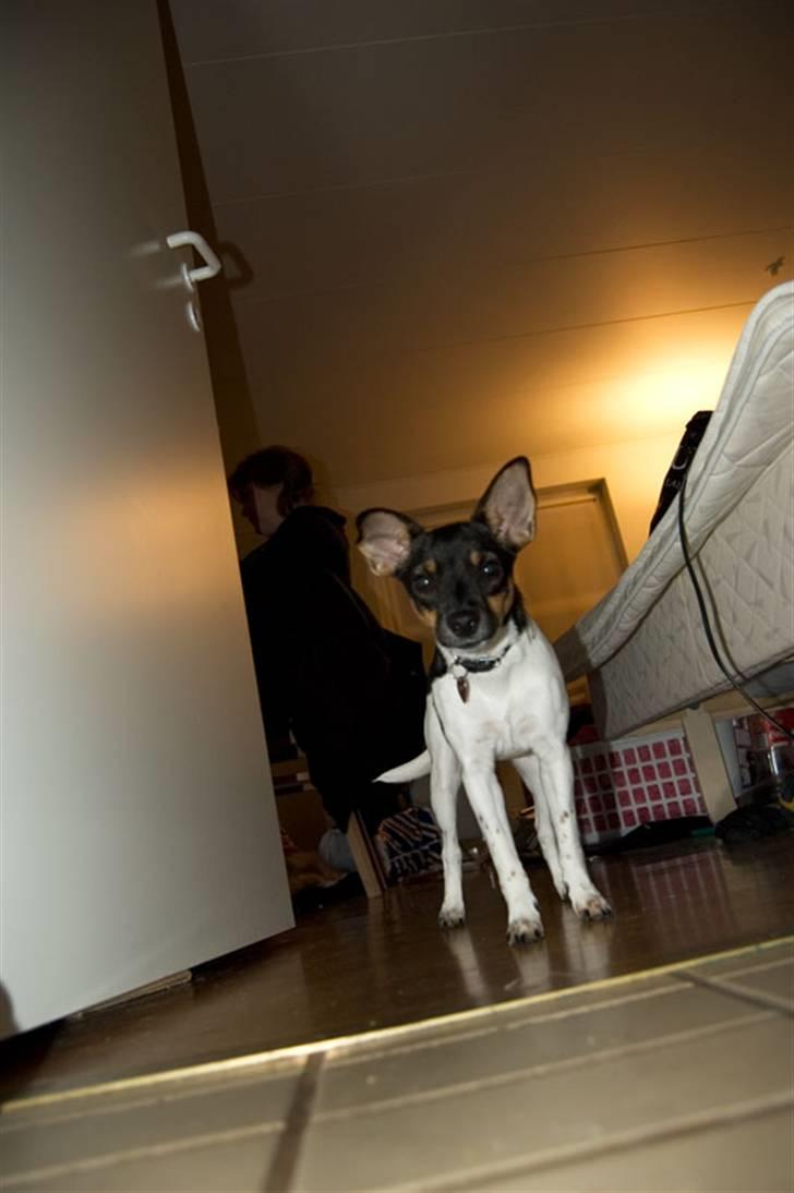 Dansk svensk gaardhund Tumle - Tumle 4 dage gammel billede 9