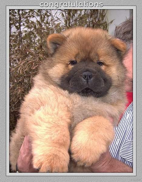 Chow chow Pelis Ringo of Flensborg - her er jeg 8 uger og rigtig nuttet billede 8