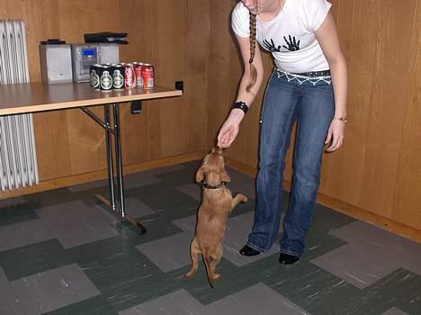 Blanding af racer Bounty billede 11