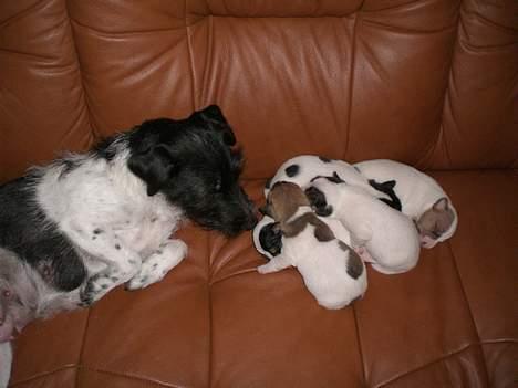 Jack russell terrier Bell - bell kigger på sine hvalpe. billede 11