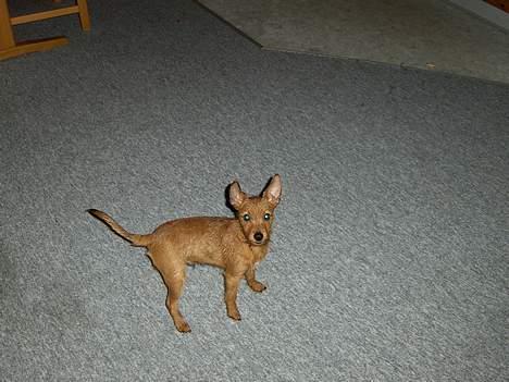 Blanding af racer Bounty billede 12