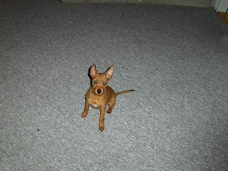 Blanding af racer Bounty billede 13