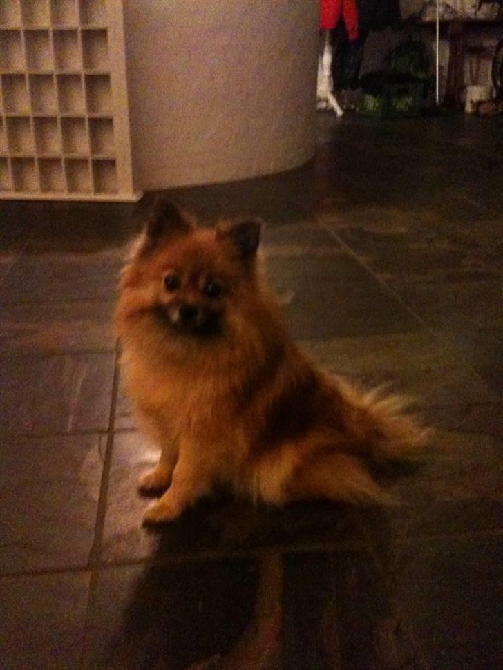 Pomeranian Cise - Sidder jeg pænt nok  :-) billede 20