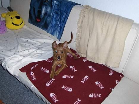 Blanding af racer Bounty billede 14