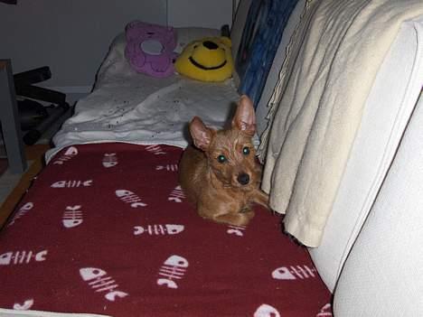 Blanding af racer Bounty billede 15