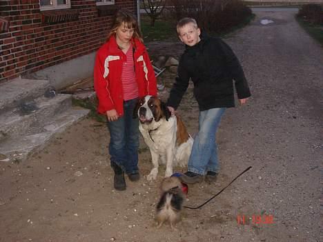 Sankt bernhardshund Daisy billede 19