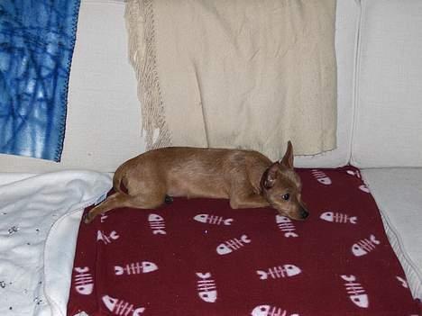 Blanding af racer Bounty billede 16