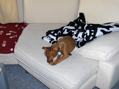 Blanding af racer Bounty billede 17