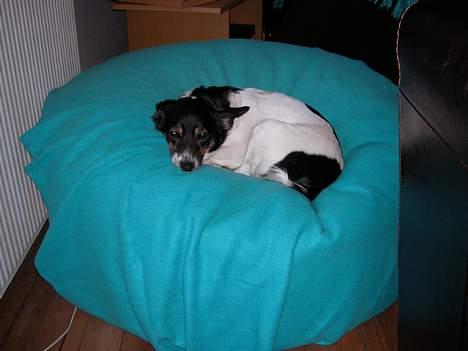 Dansk svensk gaardhund Molly - Molly og Bellas egen sækkepude :) Den er rar af ligge i så det er til tider lidt irri at det er deres ;p billede 11