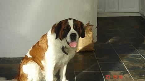 Sankt bernhardshund Daisy billede 20