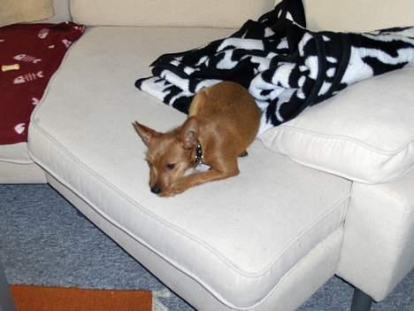 Blanding af racer Bounty billede 18