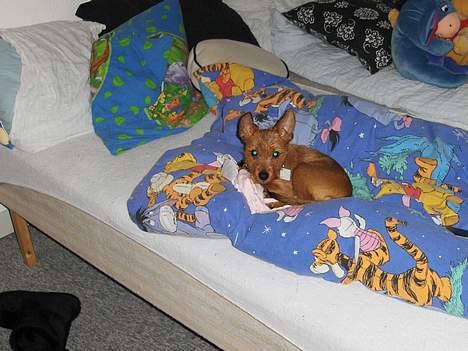 Blanding af racer Bounty billede 19