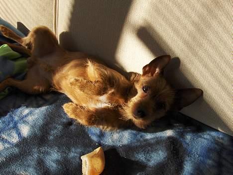 Blanding af racer Bounty billede 20