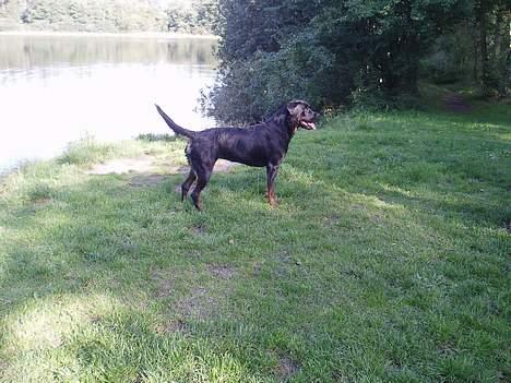 Rottweiler ZENTA billede 10