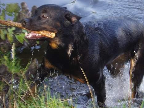 Rottweiler ZENTA billede 11