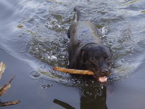 Rottweiler ZENTA billede 12