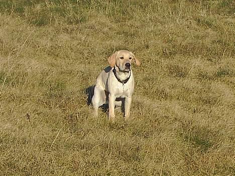 Labrador retriever (Formel 1) Kata billede 20