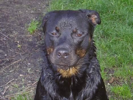 Rottweiler ZENTA - Hmm.... er der nogen der har set min pind?? billede 13