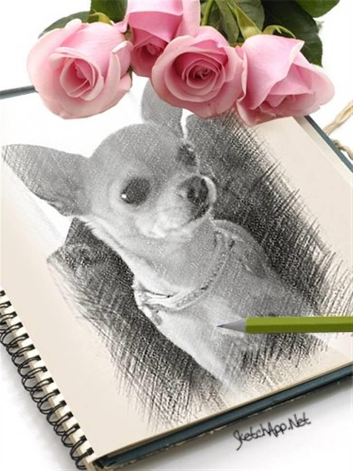 Chihuahua Tess <3 Himmel hund <3 billede 1