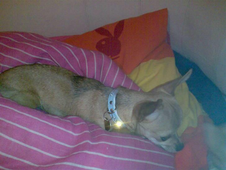 Chihuahua Tess <3 Himmel hund <3 billede 3