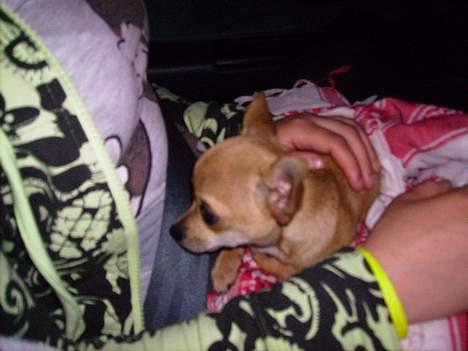 Chihuahua Tess <3 Himmel hund <3 - Turen på vej hvem fra Roslev med min lille Tess <33..  billede 4