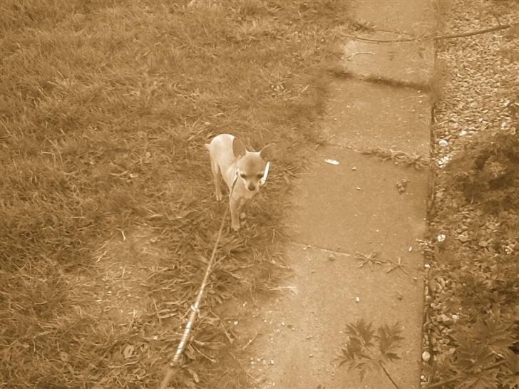 Chihuahua Tess <3 Himmel hund <3 - <3 Taget d. 22 juni 2007 <3.. billede 5