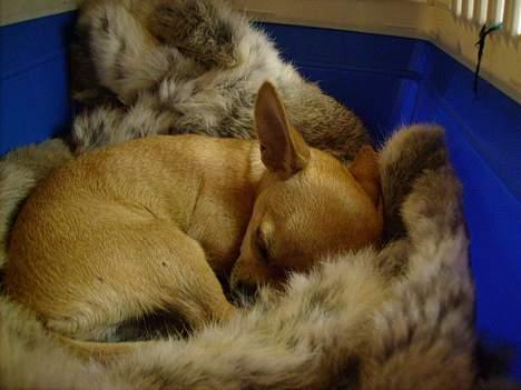 Chihuahua Tess <3 Himmel hund <3 - ZzZzZzZzZzZ snorke snorke , bjørnen sover bjørnen i sin lune hule. :D <3 billede 6