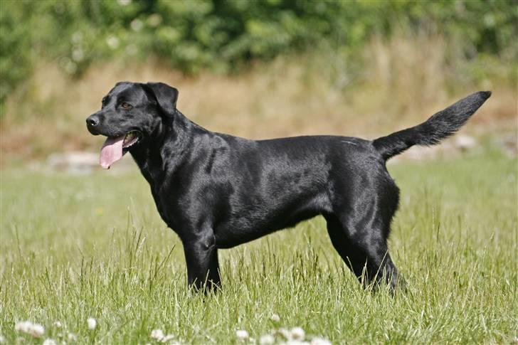 Blanding af racer Bella billede 4