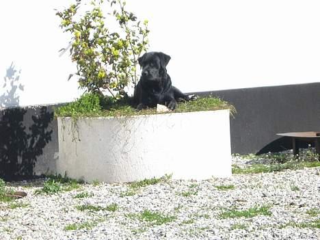 Labrador retriever Tjalfe billede 15