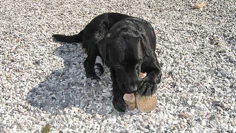 Labrador retriever Tjalfe - Dejligt med lidt at vælge imellem  billede 16