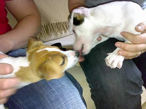 Jack russell terrier Selma :( død 28/7 10:( - Søskende kærlighed billede 9