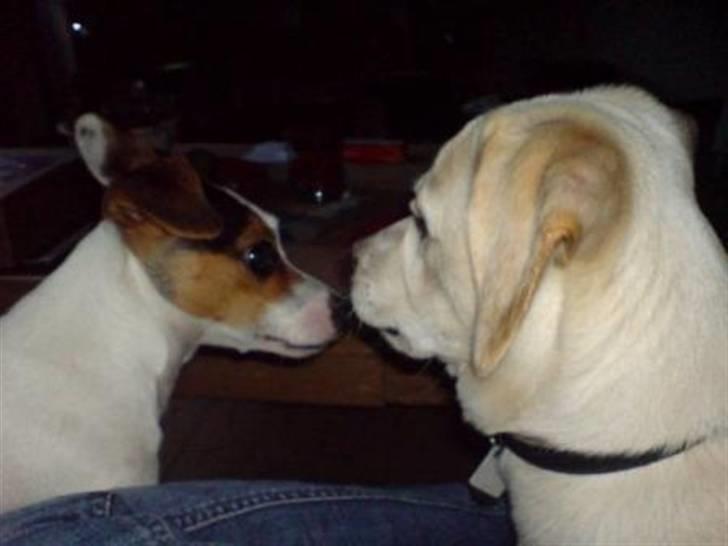 Jack russell terrier Selma :( død 28/7 10:( - Min bedste ven Terkel...ham elsker jeg  billede 10