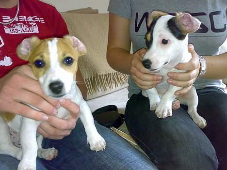 Jack russell terrier Selma :( død 28/7 10:( - Er vi ikke dejlige?? billede 11