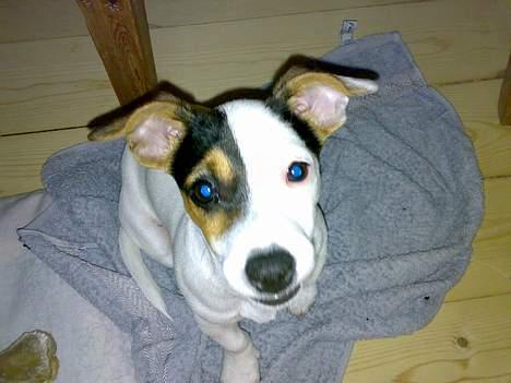 Jack russell terrier Selma :( død 28/7 10:( - Jeg er ved at få strit øre -det er mor ikke så tosset med. billede 12