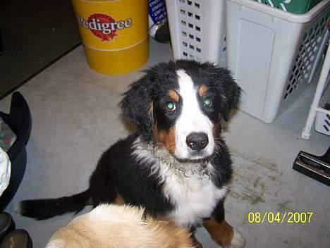 Berner sennenhund casmir billede 19