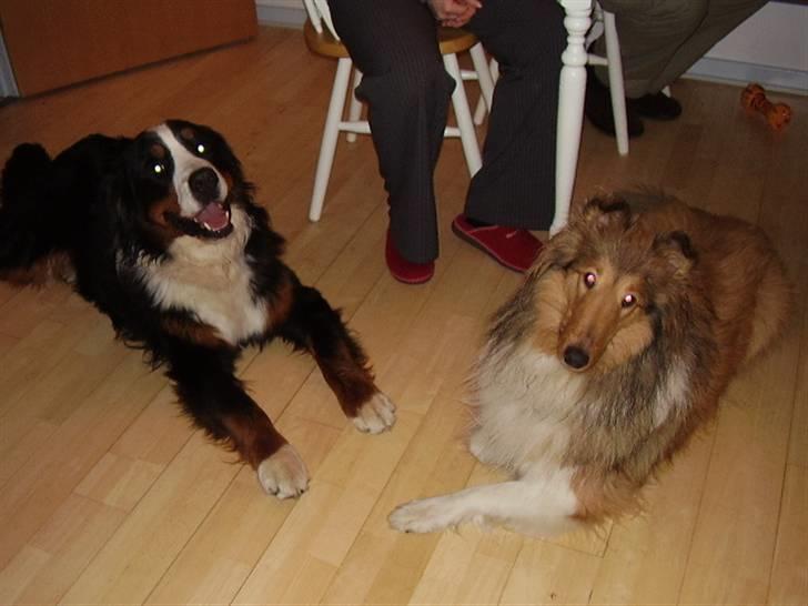 Berner sennenhund casmir - min bedste ven chilli billede 20