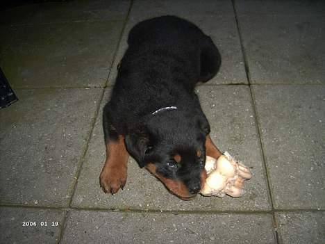 Rottweiler Frida - hej så er jeg 10 uger . og igang med mit første kødben ( lækkert ) billede 10