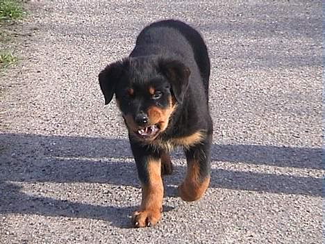 Rottweiler Frida - 10 uger verden er stor og spændene billede 11