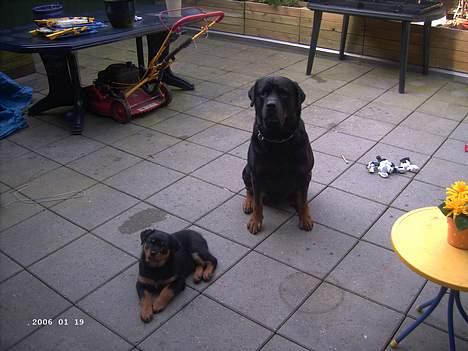 Rottweiler Frida - her er jeg så sammen med storebror chiko på 7 år billede 12