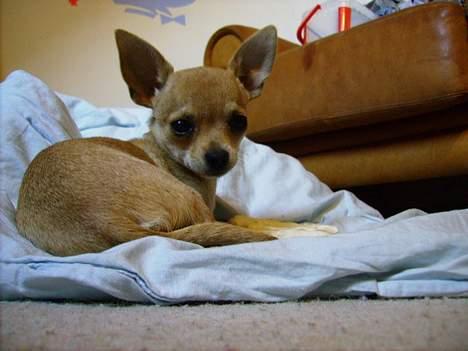 Chihuahua Tess <3 Himmel hund <3 billede 7