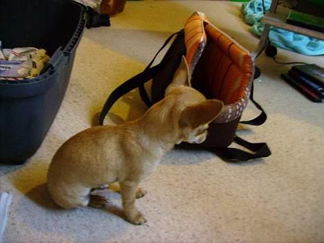 Chihuahua Tess <3 Himmel hund <3 billede 8