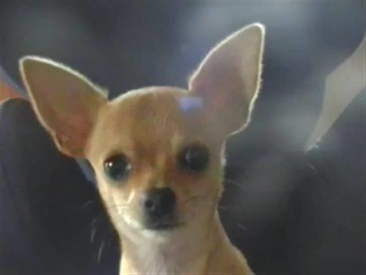 Chihuahua Tess <3 Himmel hund <3 billede 9