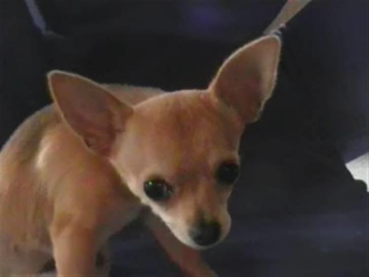 Chihuahua Tess <3 Himmel hund <3 billede 10